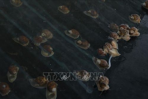 Nuôi ốc hương thương phẩm lãi hơn 1 tỷ đồng/năm