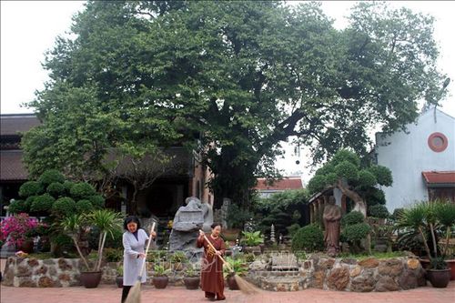 Cây Di sản Việt Nam – sáng kiến bảo vệ môi trường và ứng phó biến đổi khí hậu