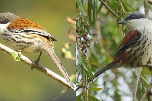 Việt Nam từng phát hiện loài chim quý hiếm bậc nhất thế giới, cả nhân loại đang nỗ lực bảo vệ