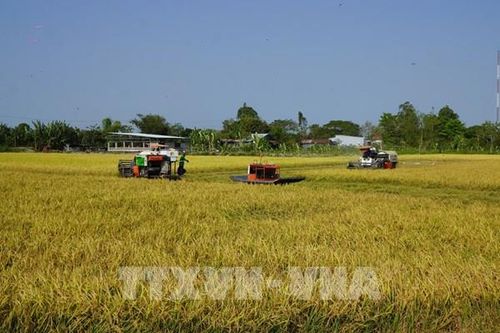 Nông dân Đồng Tháp thu hoạch lúa Đông Xuân sau Tết