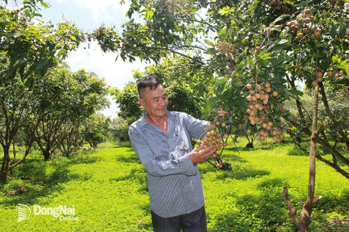 Tăng hơn 2,7 ngàn ha cây ăn trái lâu năm