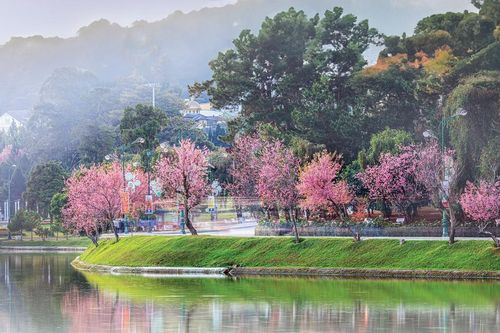 Ðà Lạt những bông hoa mãi nở