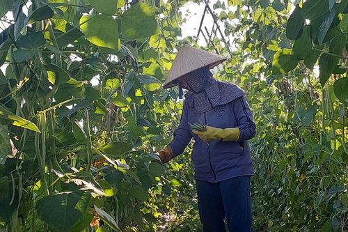 Nông dân kỳ vọng mùa màng bội thu