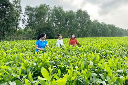 Chị Hà làm kinh tế