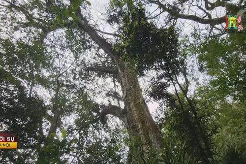 Cây di sản không gian xanh giữa Thủ đô