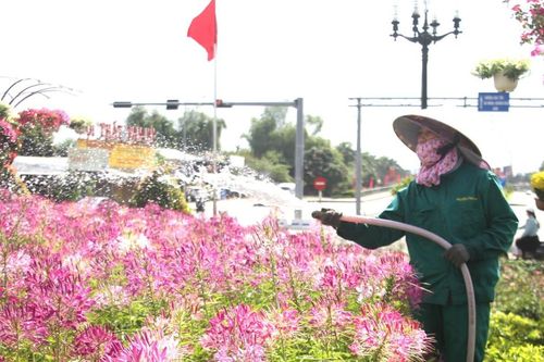 Quảng Nam: Tràn ngập sắc hoa dịp đầu năm mới