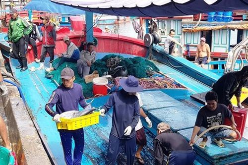 Ngư dân Nam Trung bộ phấn khởi trúng 'lộc biển đầu năm'