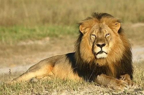 Mất mạng vì nhảy vào chuồng sư tử để selfie