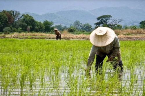 Thái Lan đặt mục tiêu tăng gấp 3 lần thu nhập cho nông dân