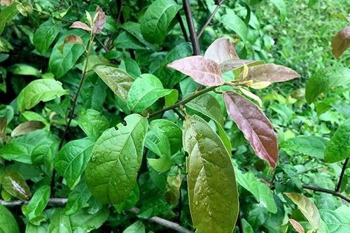 Cách dùng xạ đen thanh lọc cơ thể sau kỳ nghỉ Tết