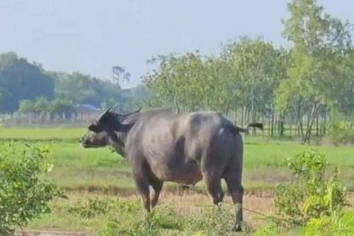 Nổ súng bắn hạ trâu 'điên' húc 3 người thương vong ở Quảng Bình