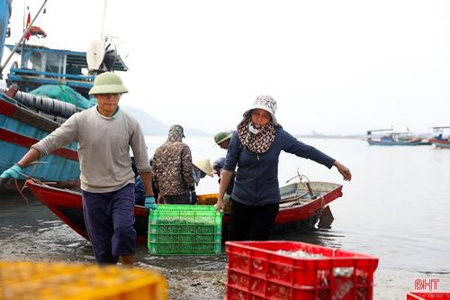 Ngư dân Hà Tĩnh trúng 'lộc biển' đầu năm