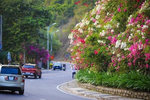 Đẹp ngẩn ngơ sắc hoa giấy tô điểm cho cung đường đèo Lương Sơn Nha Trang
