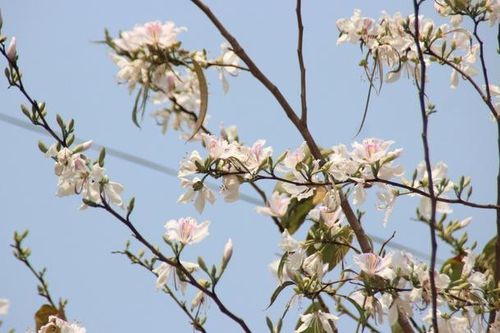 Tây Bắc mùa xuân