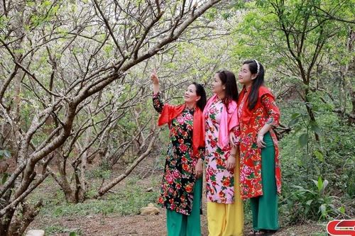 Trải nghiệm sắc trắng tinh khôi hoa mận đầu xuân