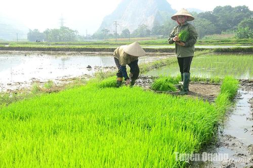 Xuống đồng ngày xuân