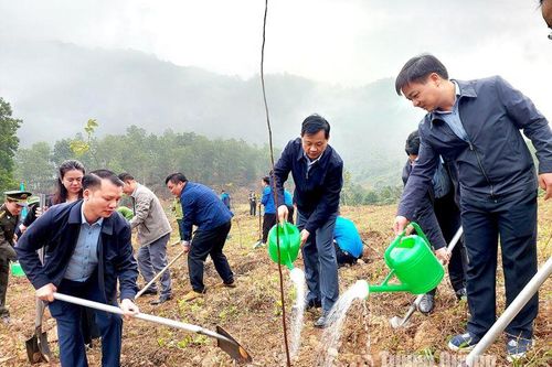 Lâm Bình phấn đấu trồng mới 620ha rừng