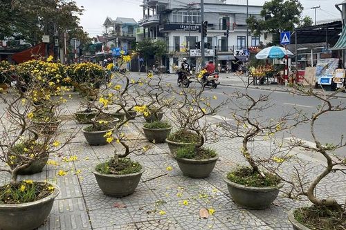 Hoa tết và câu chuyện thích ứng thị trường