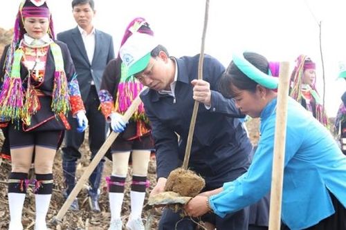 Quảng Ninh: Trồng rừng 'đất nào cây ấy'