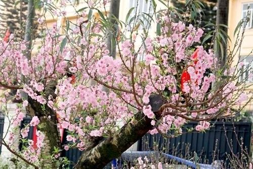 Ban Bí thư Trung ương Đảng họp đánh giá tình hình thực hiện Chỉ thị 26-CT/TW về tổ chức tết Giáp Thìn năm 2024