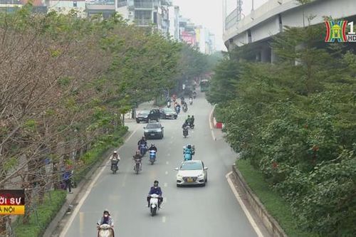 Cây xanh và bài toán giải quyết ô nhiễm đô thị