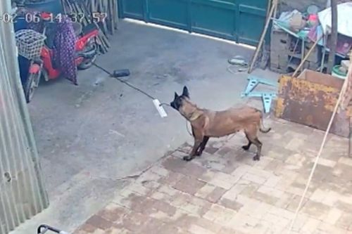 Chú chó anh hùng cắn đứt dây sạc ngăn chặn hỏa hoạn