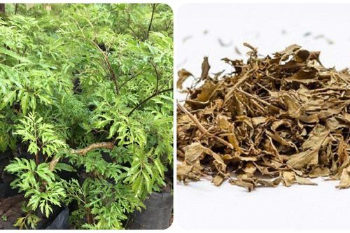 Tác dụng của lá đinh lăng đối với sức khỏe