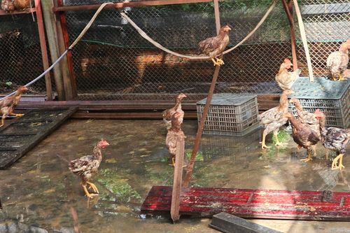 Gà cấp cho người nghèo 'đi lạc' vào nhà người thân của chủ tịch xã ở Quảng Nam