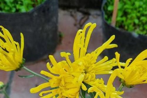 Hoa cúc đại đóa rộ lên Tết năm nay và bộ 3 hoa cúc cực đẹp ngày xưa, mang lại may mắn khi trồng trong nhà