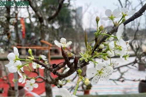Hoa lê rừng 'xuống phố' phục vụ người Hà Nội sau Tết Nguyên đán