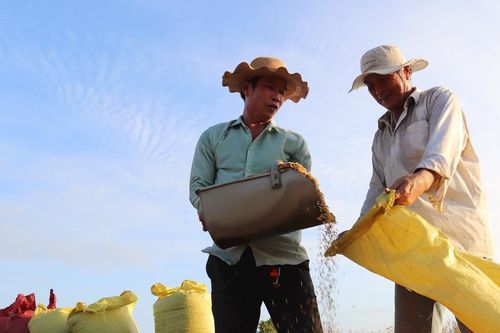 Hạt gạo Việt Nam