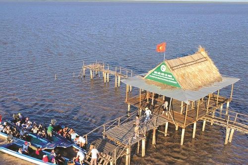 Về Cà Mau săn 'cá leo cây'