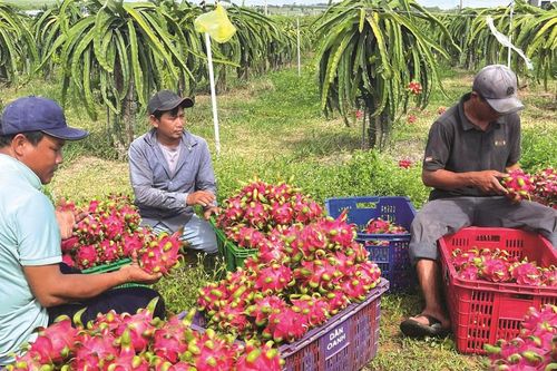 Cuộc đua tỷ đô của trái cây Việt