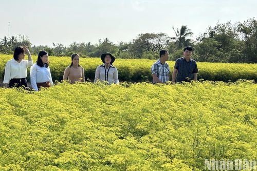 Đầu Xuân mới trên những cánh đồng ở Bạc Liêu