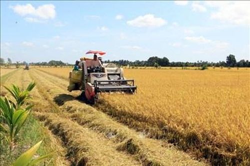 Giá lúa gạo hôm nay (ngày 17-2): Biến động trái chiều giữa lúa và gạo
