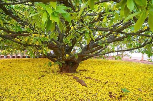 Cây mai vàng tán khổng lồ nổi tiếng ở Đồng Nai, giá tiền tỷ