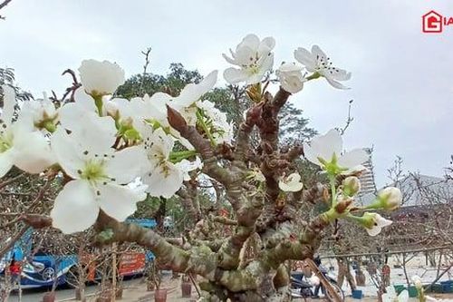 Dân Hà thành chọn hoa lê Tây Bắc chơi rằm tháng Giêng