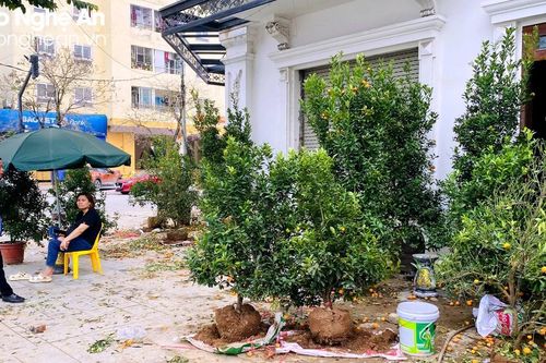 Người buôn đào, quất chật vật thanh lý cây cảnh sau Tết