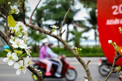 Hoa lê rừng 'xuống phố' sau Tết Nguyên đán, giá chục triệu vẫn hút khách
