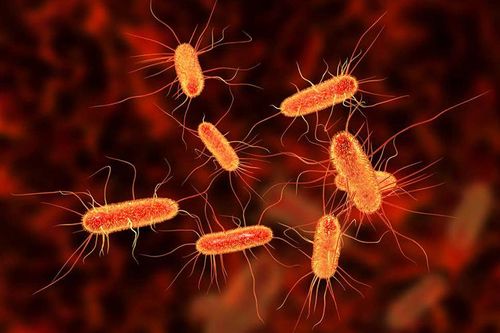 Mỹ cảnh báo nguy cơ nhiễm khuẩn E. coli từ phomai tươi