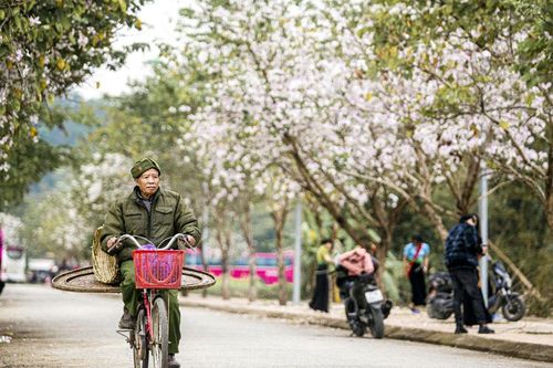 Ban nở đẹp trước thềm lễ hội