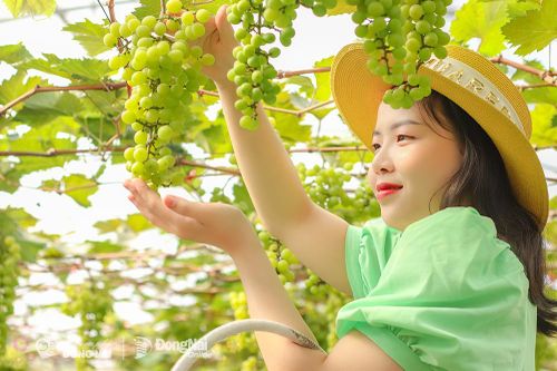 Xanh mướt vườn nho mẫu đơn sai trĩu quả cách Biên Hòa 15km