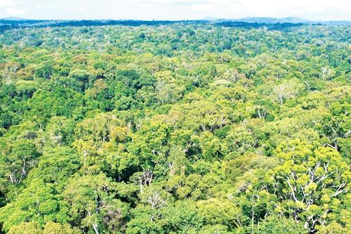 Kon Ka Kinh: Bảo tồn để phát triển rừng gắn với đa dạng sinh học