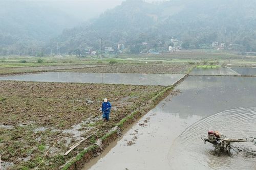 Nông dân trong tỉnh cày ải, làm đất đạt gần 77% diện tích