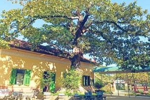 'Cụ' bàng trong trường học được công nhận cây Di sản