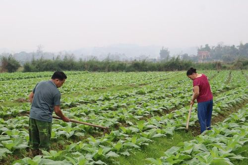 Nông dân phấn khởi xuống đồng đầu xuân mới