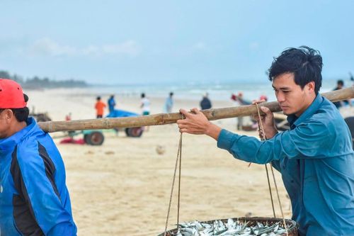 Trúng 'lộc biển' ngư dân ở Quảng Trị thu tiền triệu sau một buổi ra khơi