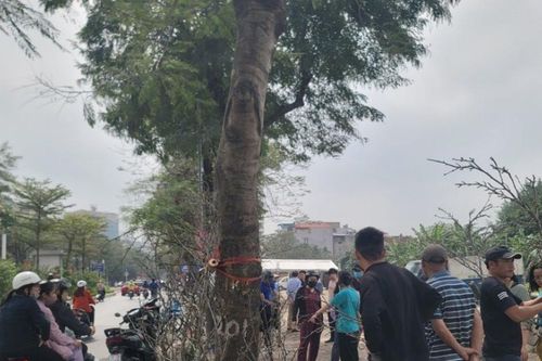 Lê rừng hút khách chơi sau Tết
