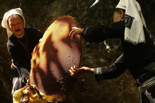 Báu vật truyền đời từ đàn ong rừng