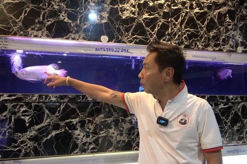 Thành đại gia bạc tỷ nhờ bắt cá rồng sinh sản